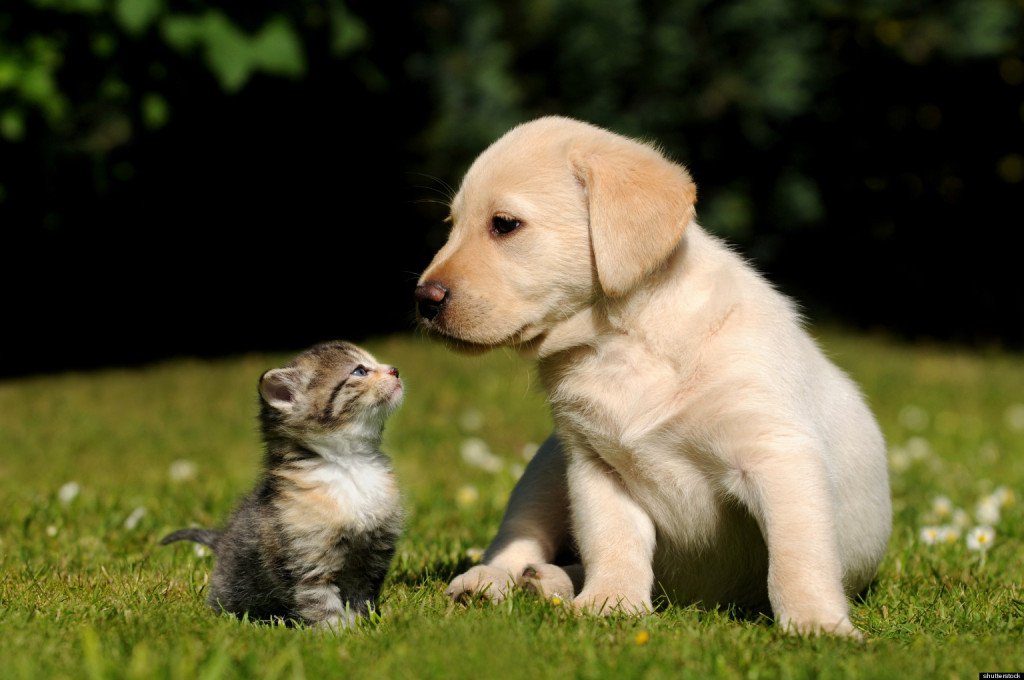 Separazione: affidamento animale domestico